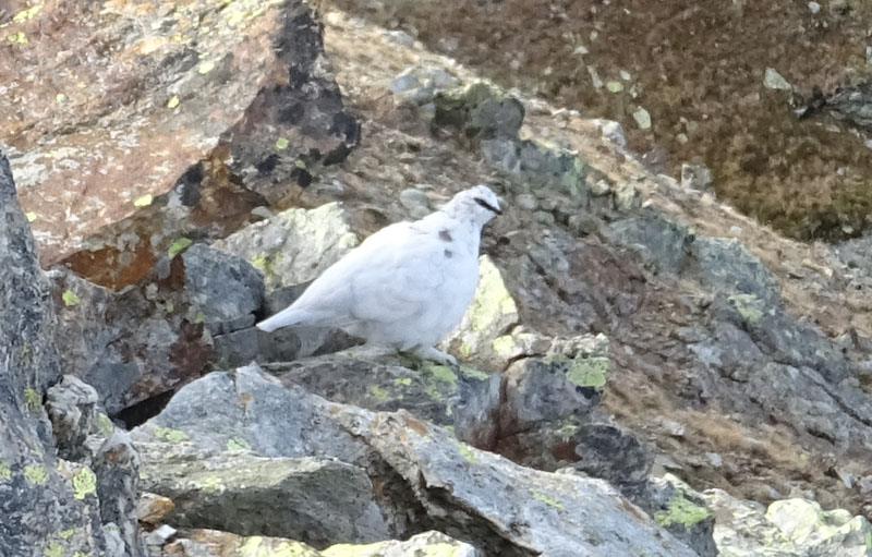 solo per qualche attimo.....maschio di Lagopus muta